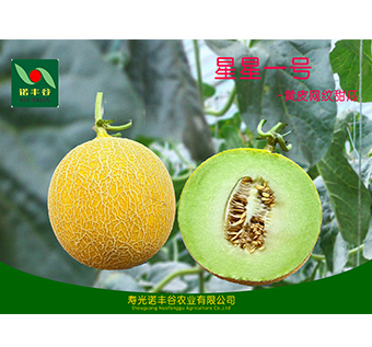 黃皮網(wǎng)紋類(lèi)甜瓜